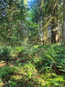 0 XXX S Lake Roesiger Rd Lots 20,21&22, Snohomish, WA, 98290