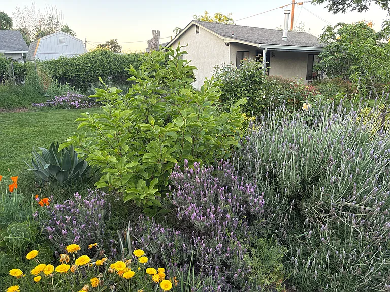 Beautiful yard