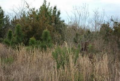 1st image of 113 Dogwood Dr