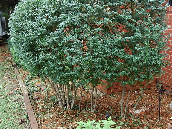 Attractive landscaping.