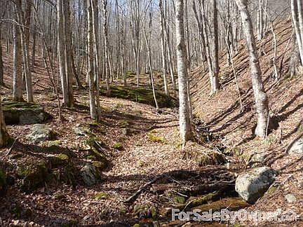 5th image of 540 Stewart Hollow Ln