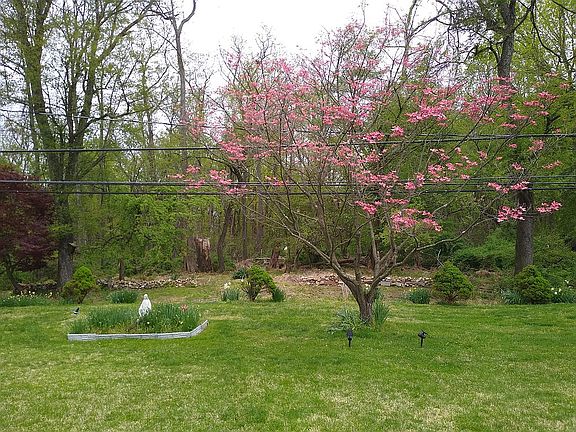 Backyard views into woods