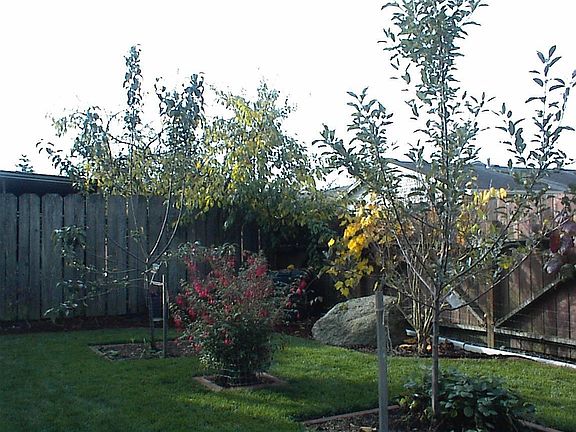 apples , pears 