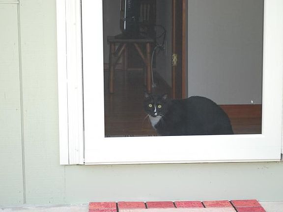 NATE THE CAT