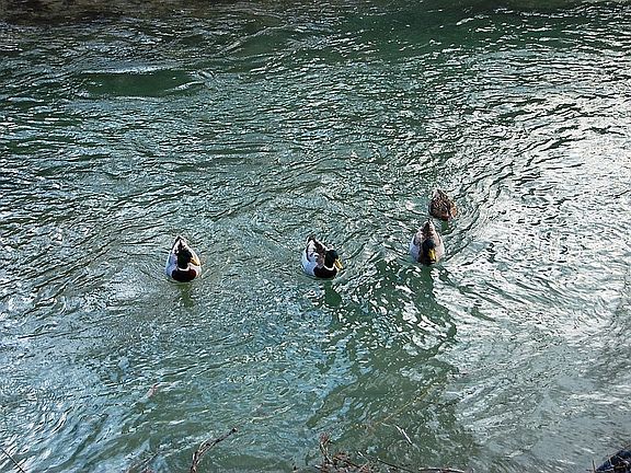 Ducks from Windows