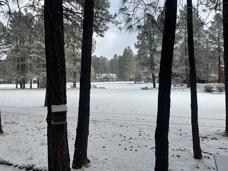 Deep Forest Dr — Photo 38