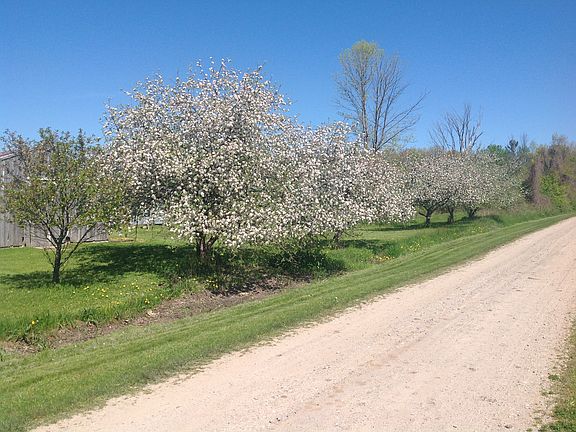 Apples, pears, cherry.