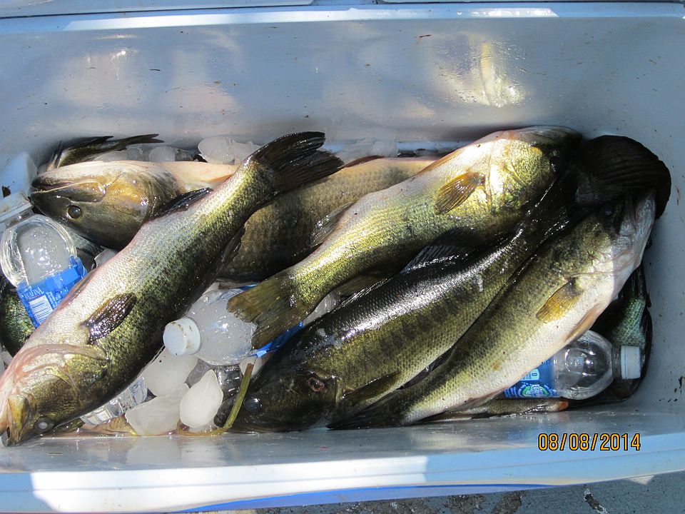 Fishing from the dock