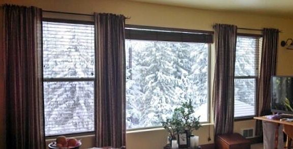 View out of windows - huge age-old cedar grove