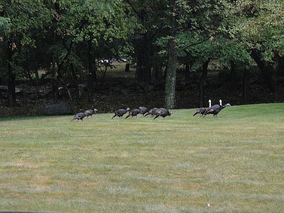 wild turkey out back