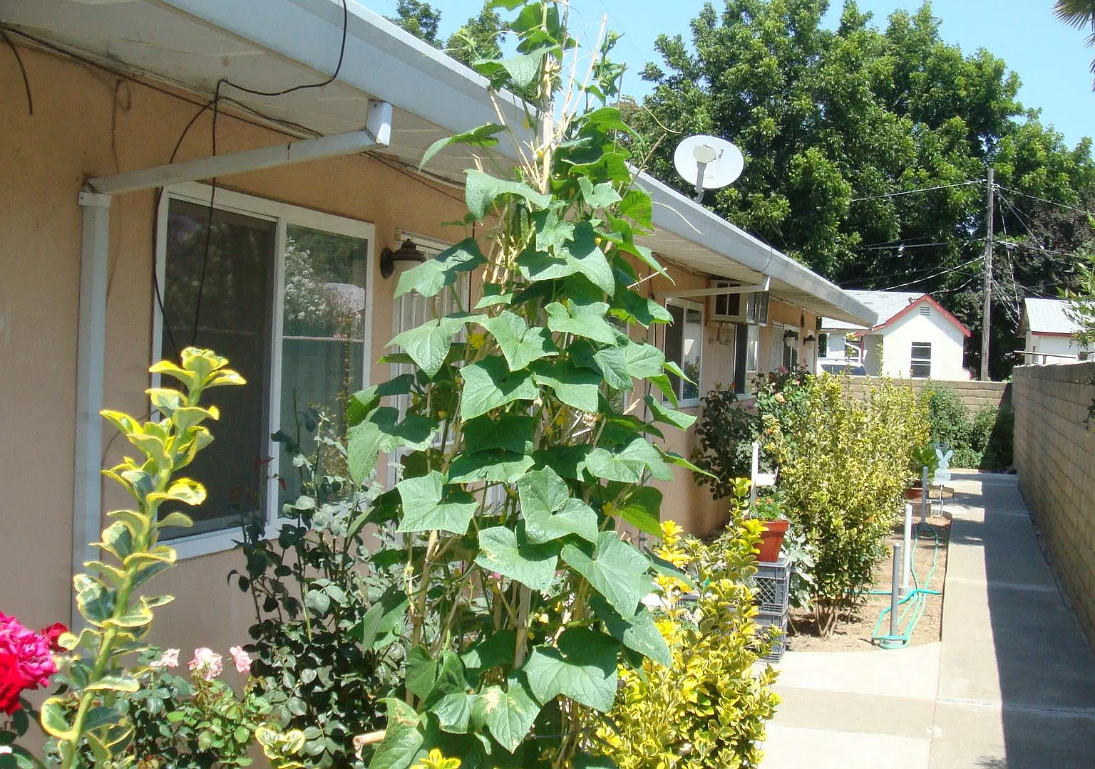 Michigan Blvd, West Sacramento — Photo 2