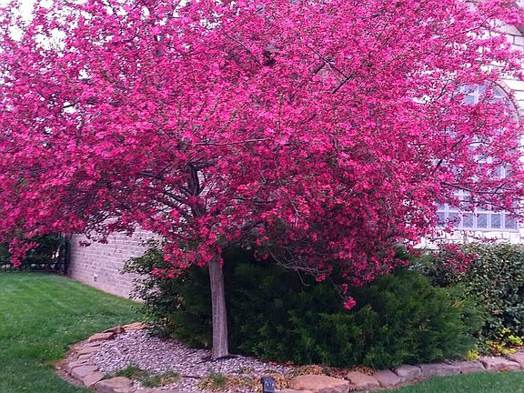 Front tree