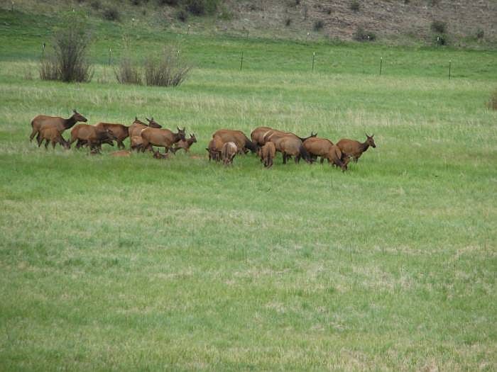 ELK IN THE AREA...