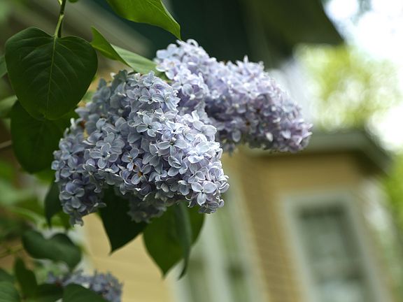 imagine spring with lilacs!