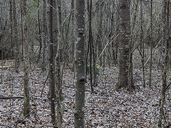 3rd image of 0 County Road 183 #1