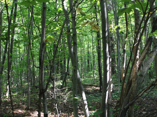 Forest Dr NE, Kalkaska, MI 49646