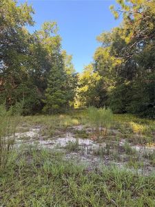 115 ORANGE TREE COURT LOT 4, Melrose, FL, 32666
