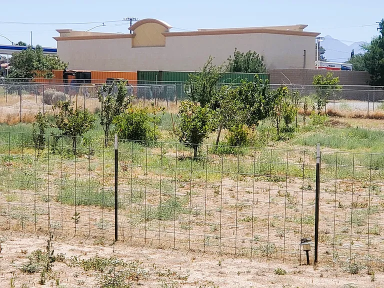 22 organic fruit trees, most are on the Award-Winnning list of Dave Wilson Nursery. Cherries, apricots, persimmons, O'Henry Peaches, Double Delight Nectarines, Burgundy Plums, Flavor King and Dapple Dandy pluots, Housui pears, pomegranates, and apples).