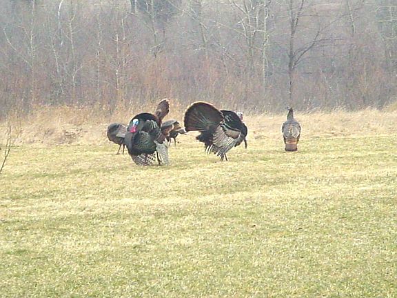 Backyard & State Land