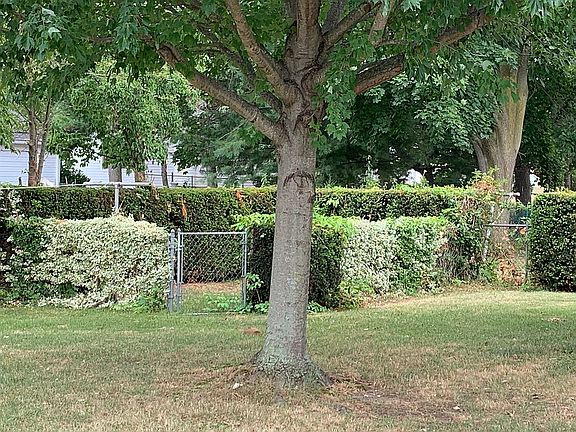 Back yard fenced garden
