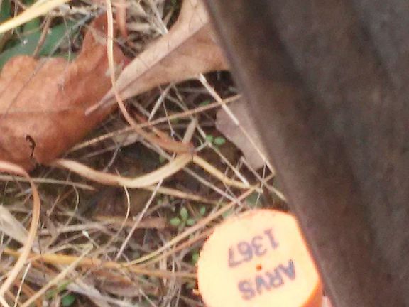 Back Fence Survey SE corner