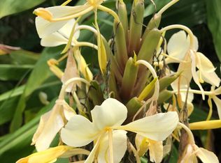 Road 2 LOT 81, Volcano, HI 96785