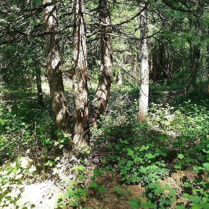 1st image of 17710 Camp Dr