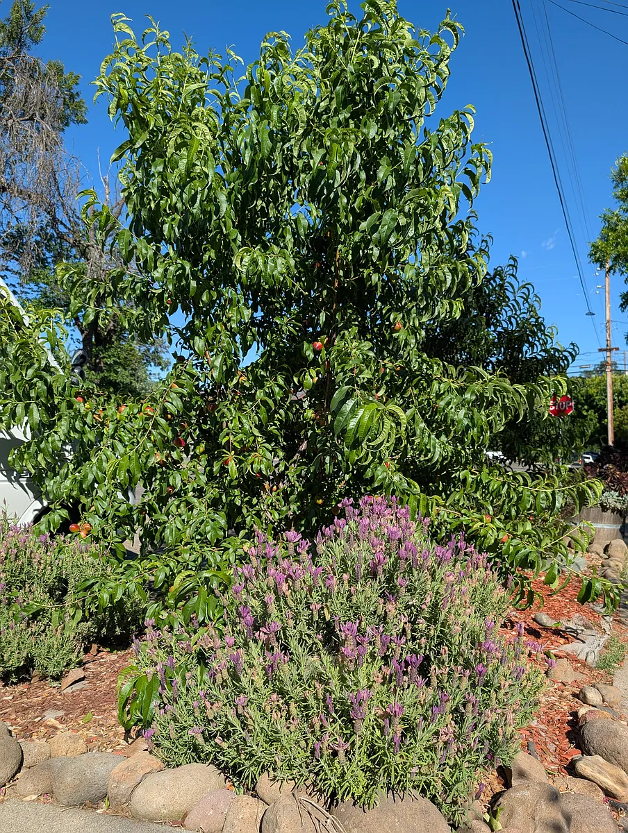 Nectarine Tree - 1340 Oakdale St #A