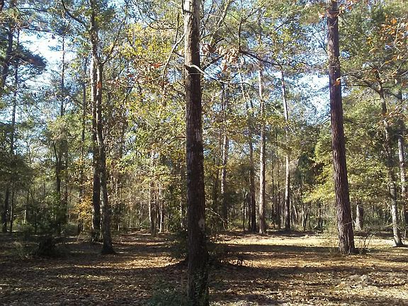 The woods around your home and neighbors.