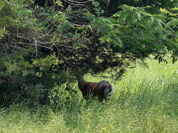 4th image of 0 Buck Ridge Rd