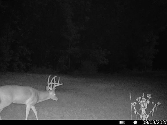 4th image of Ribbon Rd