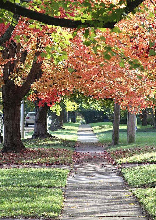 Mature trees line the street