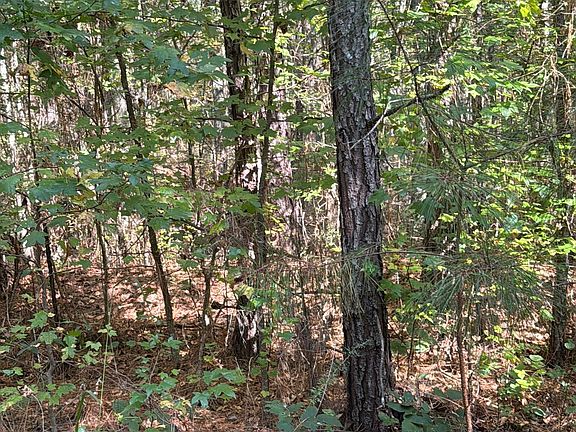 2nd image of 230 Dodgen Rd