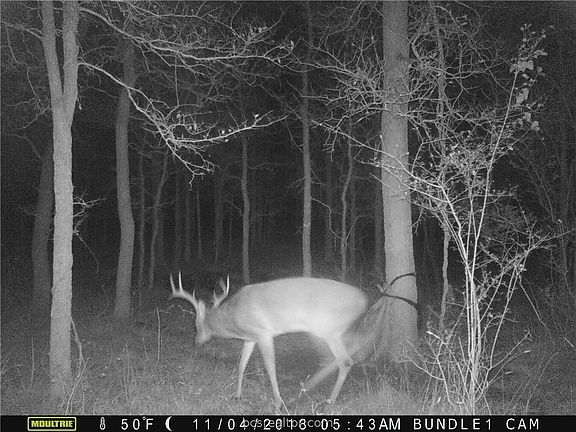 5th image of County Road 443 Acres Tract 1/12375