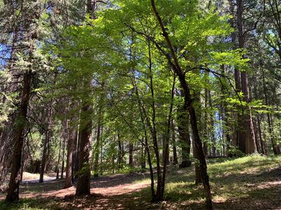 12043 Pasquale Rd, Nevada City, CA, 95959