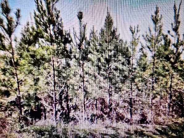 0 Old Vienna Rd, Elko, GA 31025