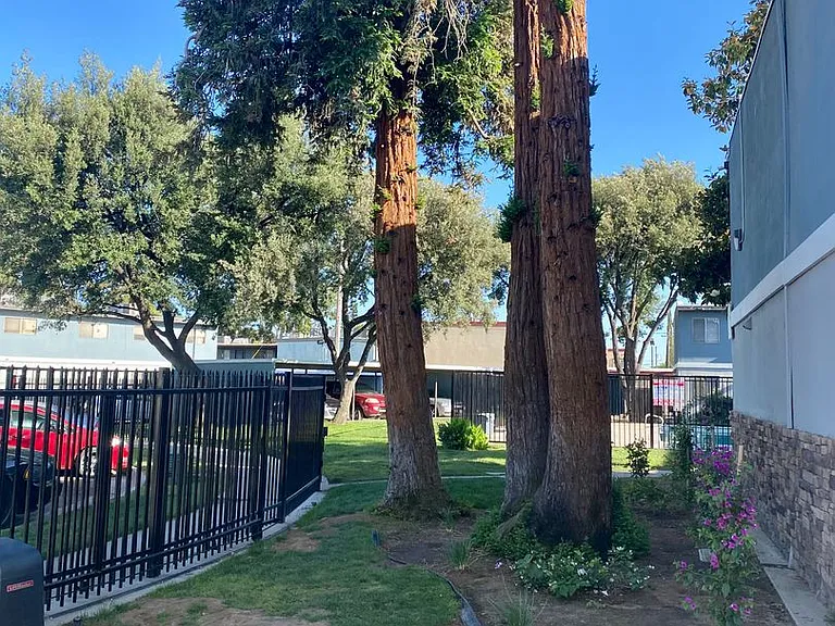 The Redwoods — Photo 20