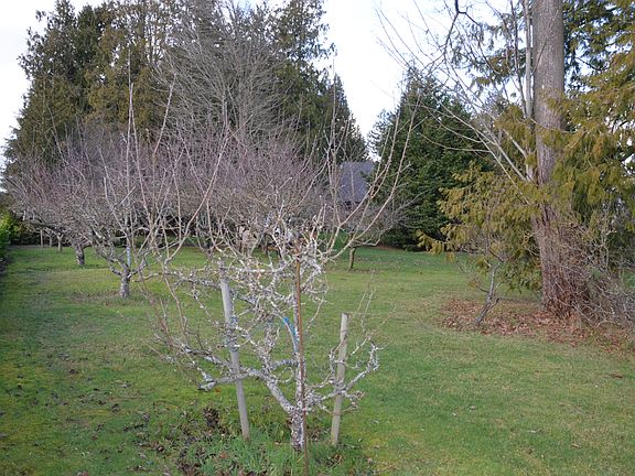 3rd image of 310 Lilac Dr