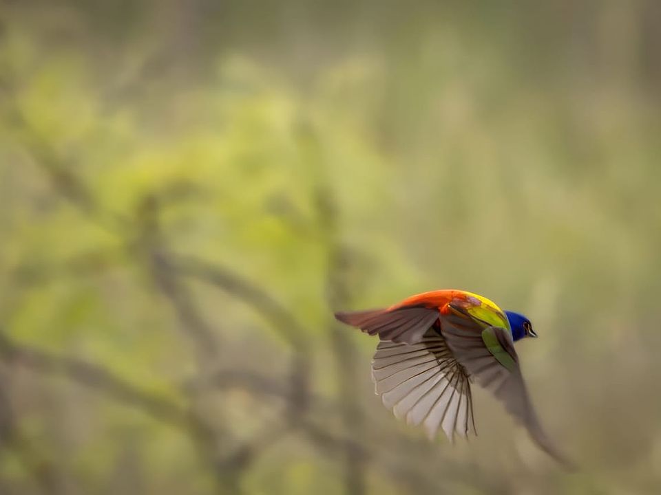 Painted Bunting1