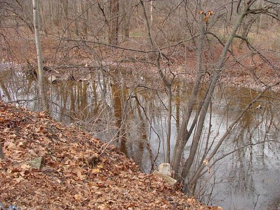 Listen to the frogs,right in Midland
