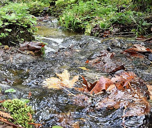 Brookside Creek