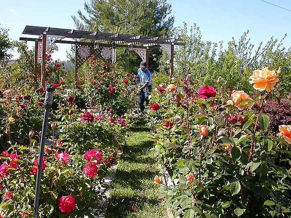 Rose Garden