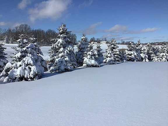 Snowshoe or cross country 