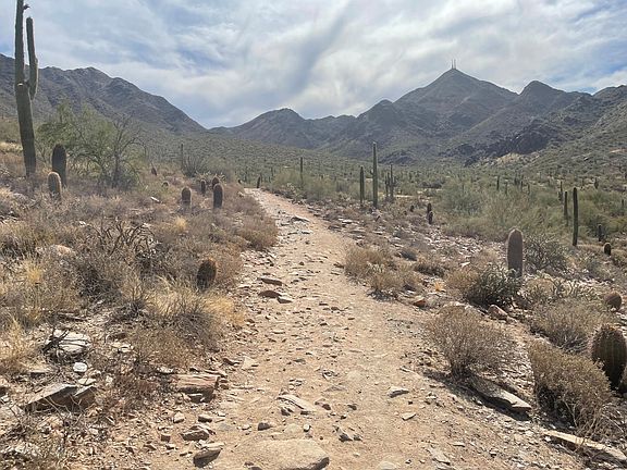 McDowell Mt Preserve, hiking 5 minutes from door. My morning hike.