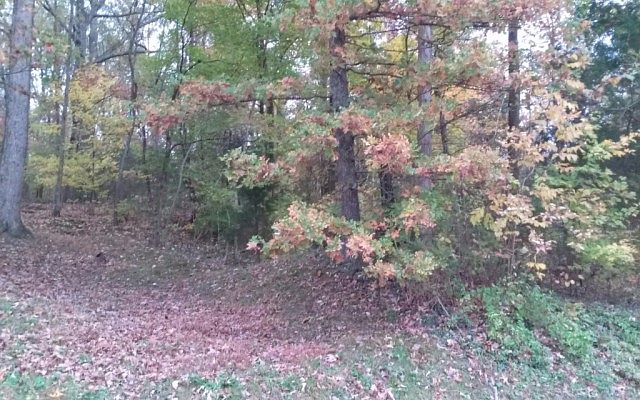 2nd image of Tulip Grove Rd