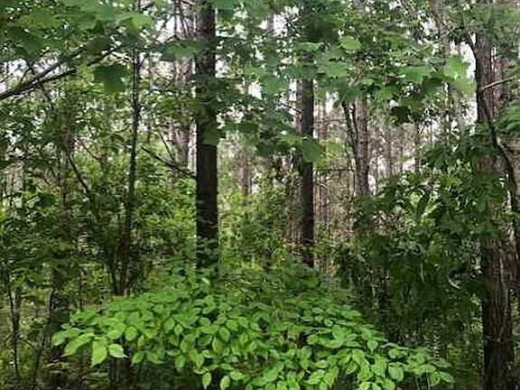 4th image of Woods Rd