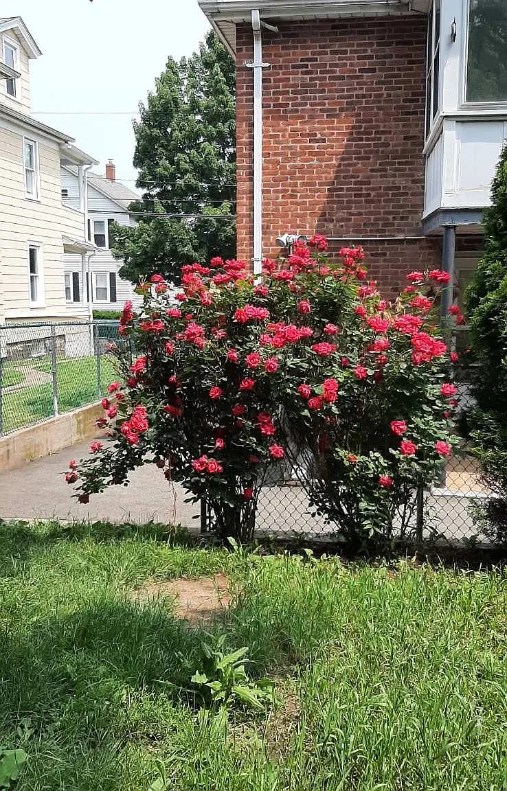 2 bed, 900 sqft, $1,850 — Photo 4