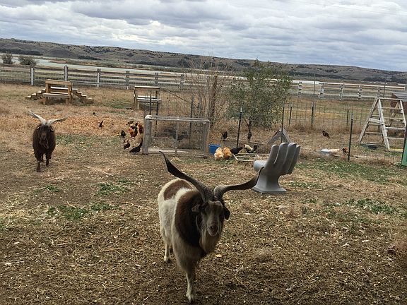 Goats in barn