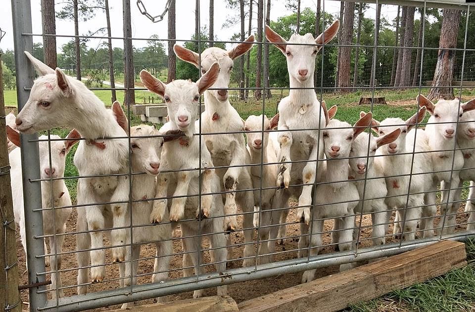 9283 Tallokas Rd, Pavo, GA 31778 MLS 921097 Zillow