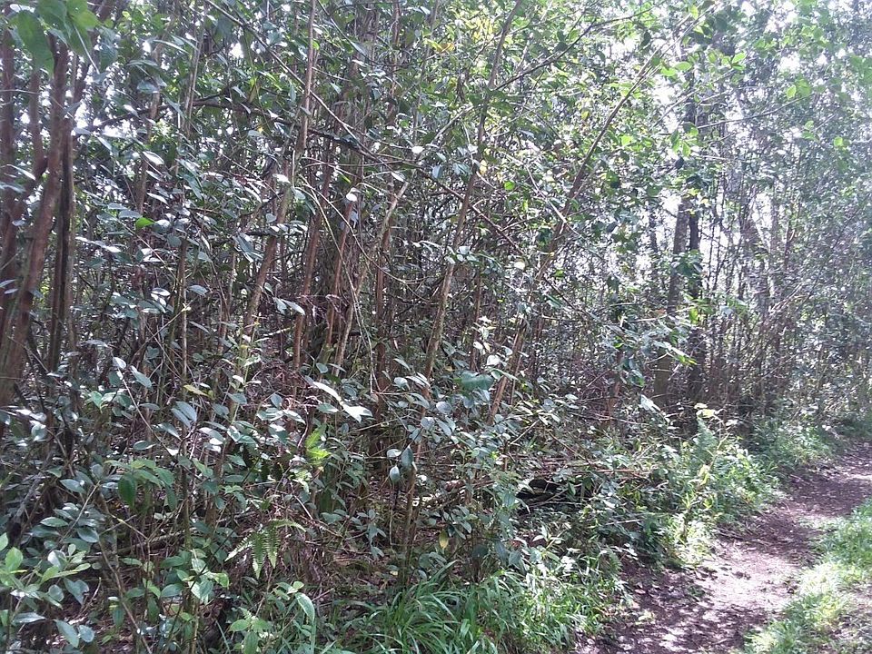 1st image of Sandalwood Ct Lot 41